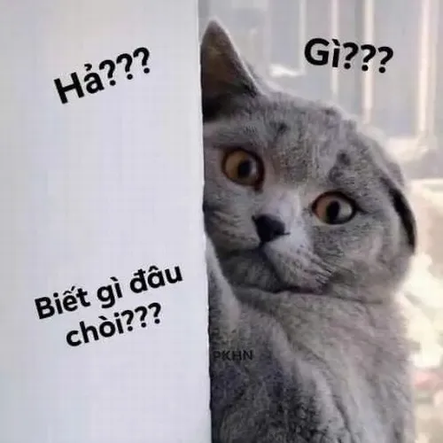 Khoảnh khắc mèo sững sờ tạo cảm nhận bất ổn thoáng qua