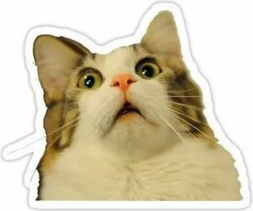 Meme mèo ngạc nhiên dùng khi tâm trạng xoay chiều trong một giây