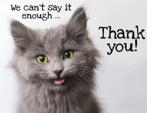 Ảnh hài mèo phô nét ngại ngùng khi muốn gửi tri ân