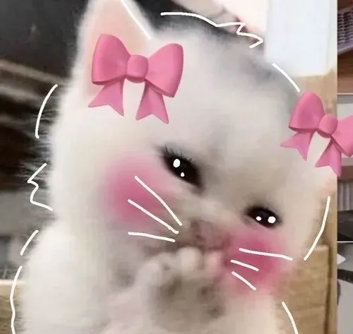 Meme mèo cảm ơn cho giây phút muốn lan tỏa tử tế