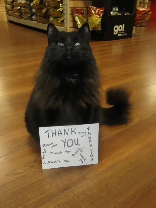 Meme mèo cảm ơn hợp cảnh cần chút duyên để nhắn lại