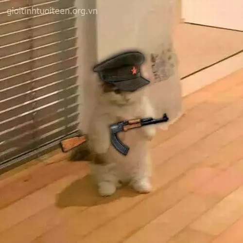 Meme chế mèo đứng thẳng cho thấy tay ngắn cầm súng.