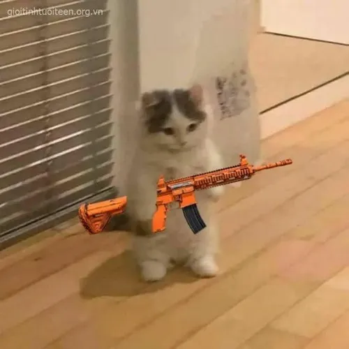 Meme chế mèo hầm hầm tạo vibe sát khí có chút vui.