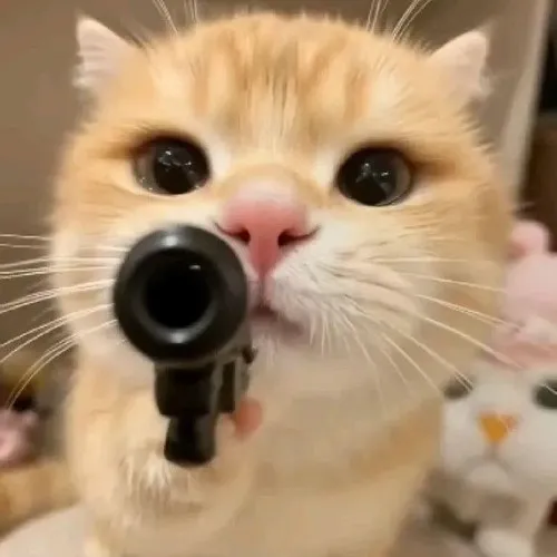 Mèo Anh Lông Ngắn cầm súng tạo vibe căng mà buồn cười