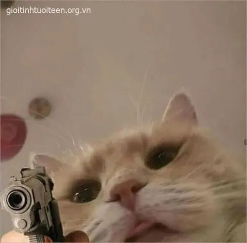 Mèo đứng thủ thế tạo khí trường mạnh nhưng đáng yêu khó tả