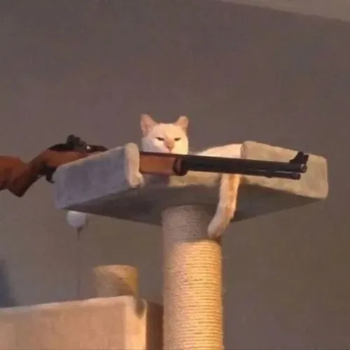 Mèo Mướp cầm súng và cái nhìn gườm gườm làm netizen réo gọi