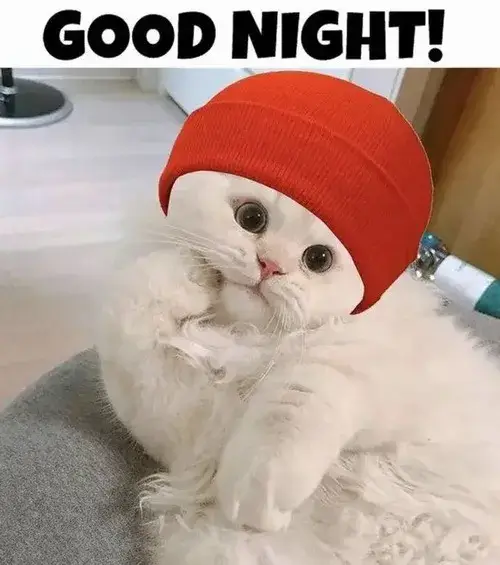 Meme hài mèo dùng rèm cửa che ánh sáng