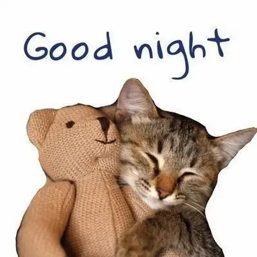 Meme mèo chúc ngủ ngon để gửi khi buồn ngủ mà vẫn cố