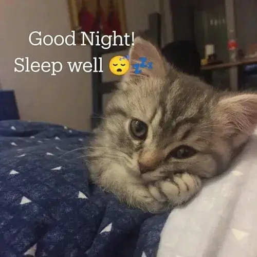 Ảnh troll hoàng thượng gợi ru ngủ nhẹ bình yên