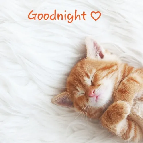 Ảnh meme vui mèo liên quan gối ôm mềm mại