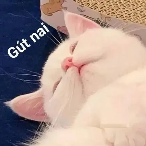Meme mèo dựa lông mèo mềm tạo cảm giác ấm