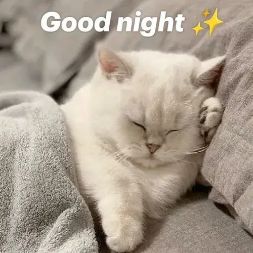 47 Meme Mèo Chúc Ngủ Ngon cute tạo cảm giác bình yên thư giãn dễ chịu