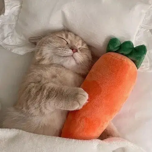 Meme mèo gắn với mèo lim dim chúc ngủ ngon