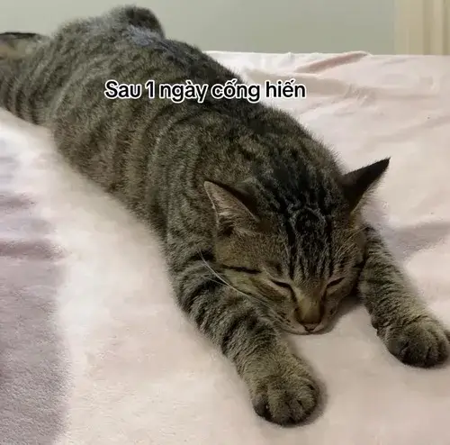 Meme mèo chúc ngủ ngon chuẩn vibe thả nhẹ cuối ngày