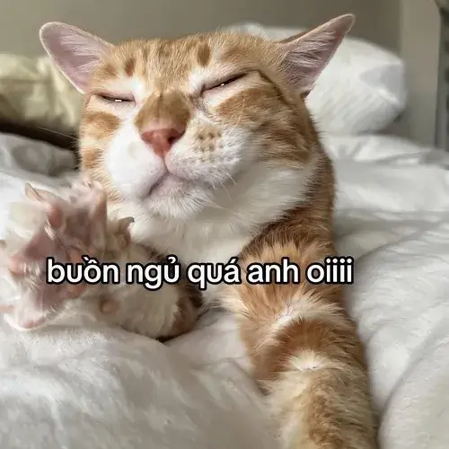 Meme chế boss lông gợi không khí phòng tối