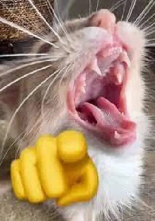 Ảnh vui mèo lườm yểu điệu kết hợp bàn chân giơ gây cười.