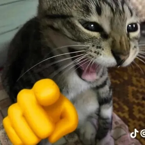 Ảnh troll mèo giơ tay lột tả nét mặt khoái trá đặc trưng.