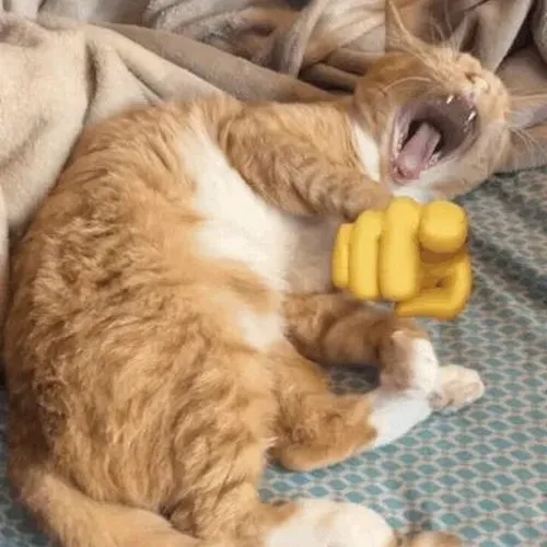 30 ảnh Meme Mèo Chỉ Tay Cười hài hước đậm chất chọc quê cà khịa bạn bè