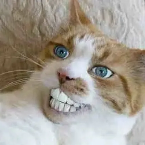 Ảnh vui mèo béo cửa tiệm hé răng cửa trong nền gạch vàng