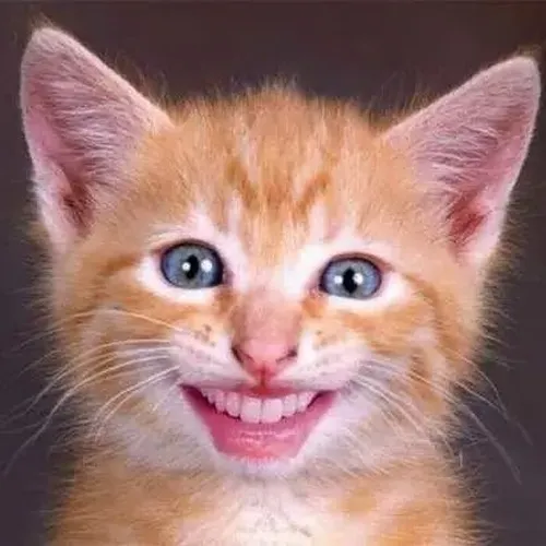 Hình meme hài mèo béo cửa tiệm hé miệng rộng trên đệm cửa sổ