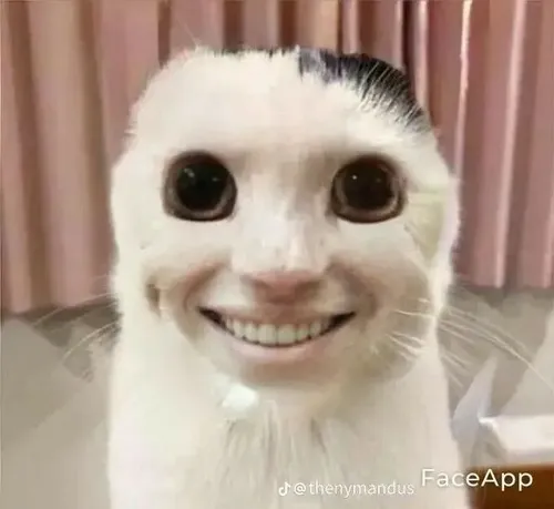 Ảnh vui mèo vàng sân sau híp mắt khi chi tiết bé xinh lộ ra