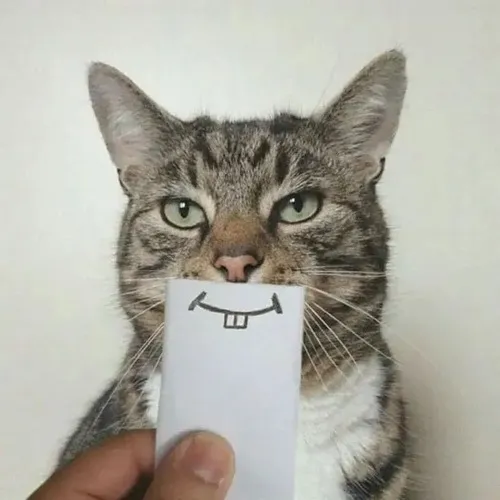 Hình chế meme vui mèo tinh nghịch chun mũi giữa ánh nắng xiên