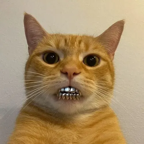 Meme hài mèo tam thể ban trưa cười toe toét giữa miệng và môi