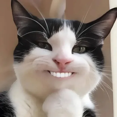 Ảnh troll mèo toe toét chan hòa môi cong rõ nét