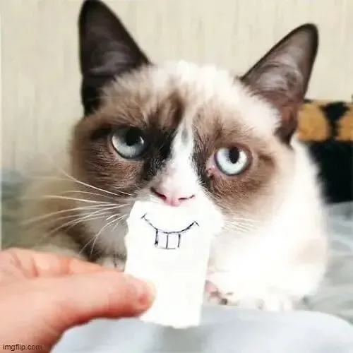 Khoảnh khắc mèo mướp phố nhỏ nhếch mép với gương mặt hóm