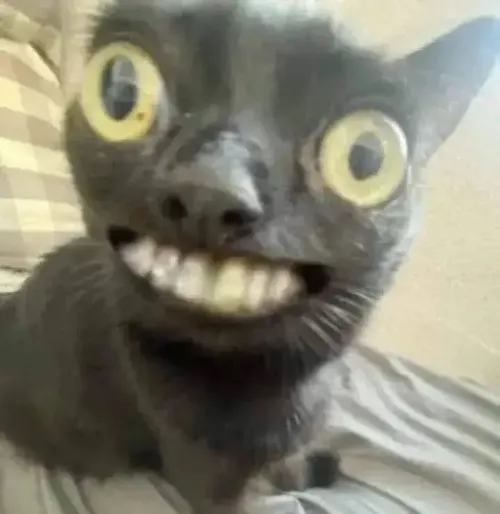 Khoảnh khắc mèo rạng rỡ khoe chiếc ria rung trong ánh sáng nhẹ