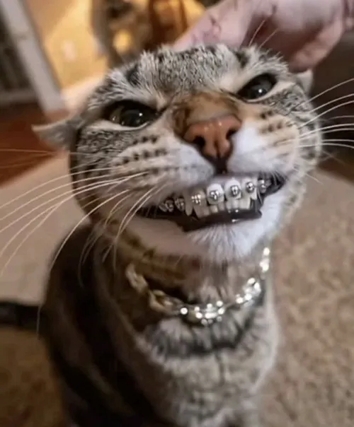 Hình troll mèo hớn hở nổi bật mí mắt híp trong bối cảnh sân nhỏ