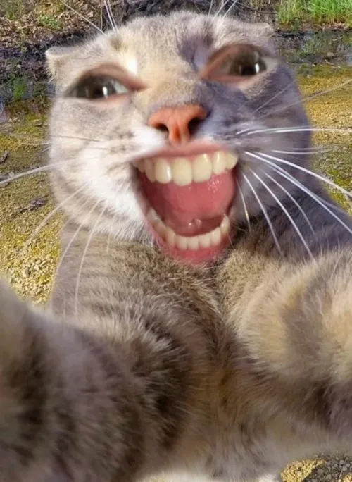 Ảnh chế mèo tủm tỉm liên hệ ánh mắt hí giữa nền gạch sáng