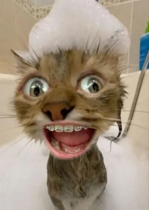 Meme chế mèo trắng mái hiên nhe răng bé tạo vibe tếu táo