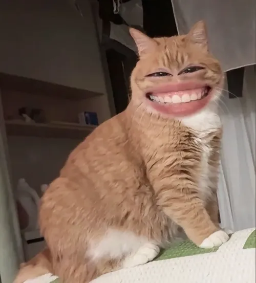 Ảnh mèo nhe răng cười meme hợp lúc đọc tin nhảm mà vẫn vui