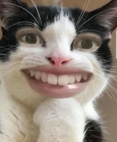 Bộ meme mèo cười nhe răng khi tâm trạng muốn lan tỏa niềm vui
