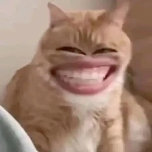 40 ảnh Meme Mèo Cười Nhe Răng hài hước khi bạn muốn lan tỏa niềm vui