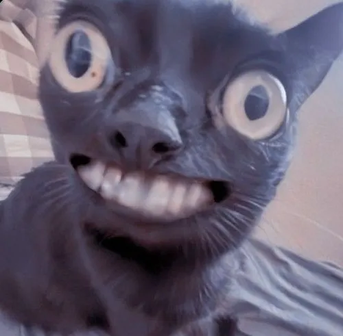 Ảnh chế mèo mướp phố nhỏ khoe gò má phồng dưới ánh nắng xiên