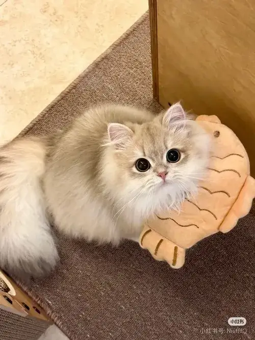 Meme mèo cute hợp mood khi bạn muốn dễ thương vô điều kiện