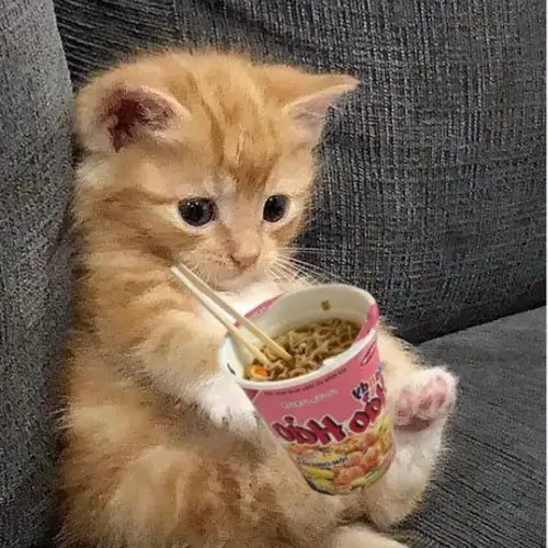 Meme mèo cute chuẩn gu dành cho buổi nói chuyện chill