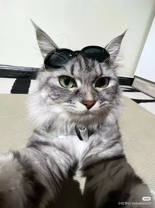 Bộ meme mèo cute siêu hợp lúc trò chuyện thân mật