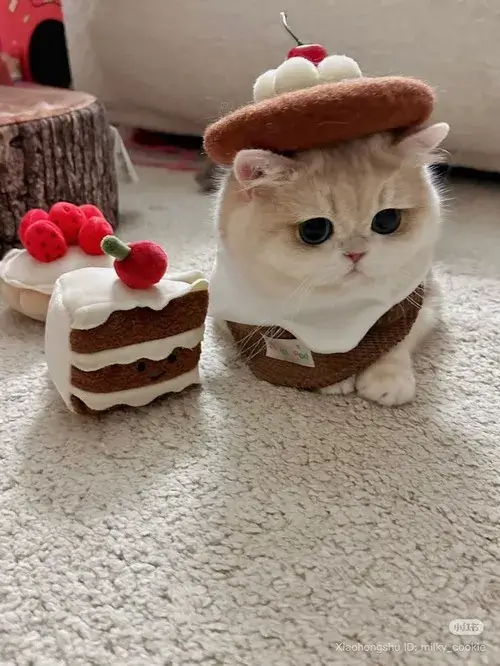 Meme mèo cute tung hoành khi bạn muốn tăng độ đáng yêu