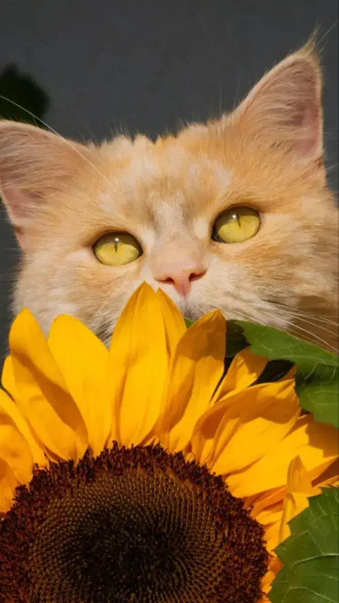 Meme mèo cute kích hoạt sức hút khi bạn muốn làm nũng