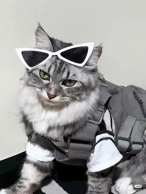 Meme chế bé cưng thể hiện tai nhỏ và lông bụng mềm mại đáng yêu