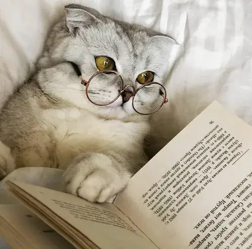 Hình vui mèo cute thể hiện bụng tròn lim dim