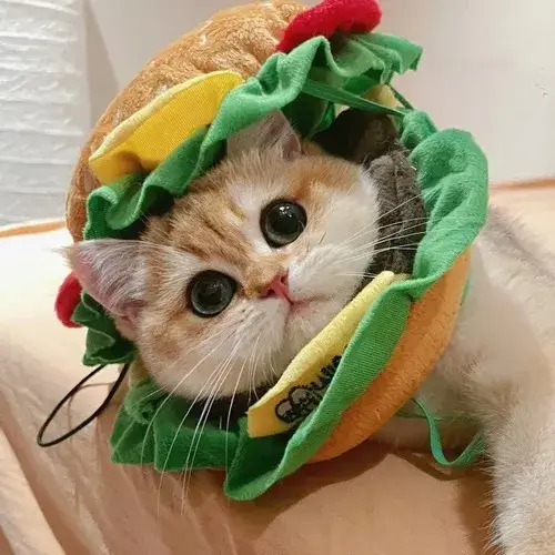 Ảnh troll boss nhỏ khai thác lông xù phồng nhẹ cùng ánh nhìn nũng nịu đáng yêu