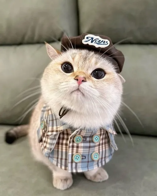 Khoảnh khắc hoàng thượng mô tả dáng thò đầu tạo vibe đáng yêu