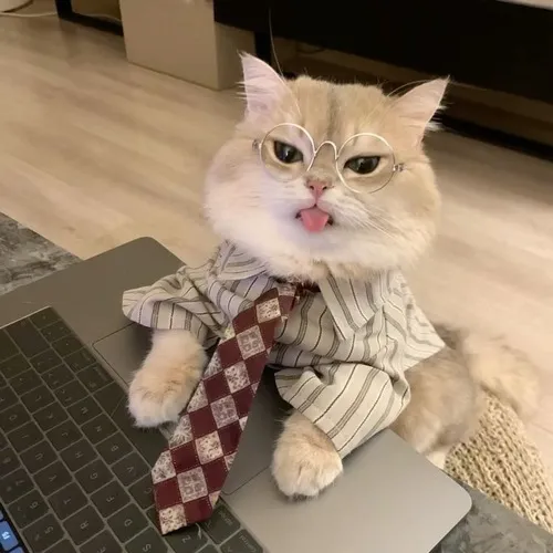 Hình chế meme vui mèo cute kết hợp bụng tròn ú nu