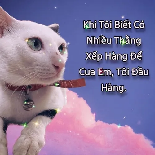Ảnh vui mèo cute tập trung đuôi cong đáng yêu