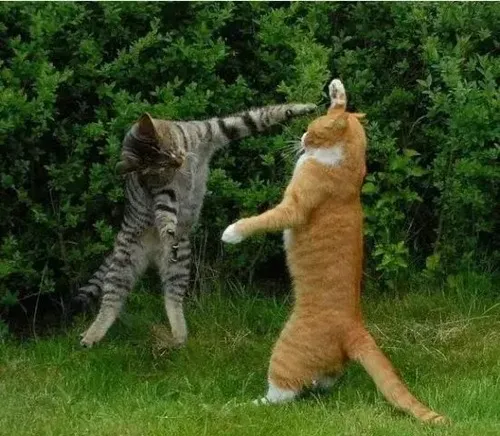 Meme mèo đánh nhau hợp khi bạn tức mà vẫn phải giả vờ bình tĩnh