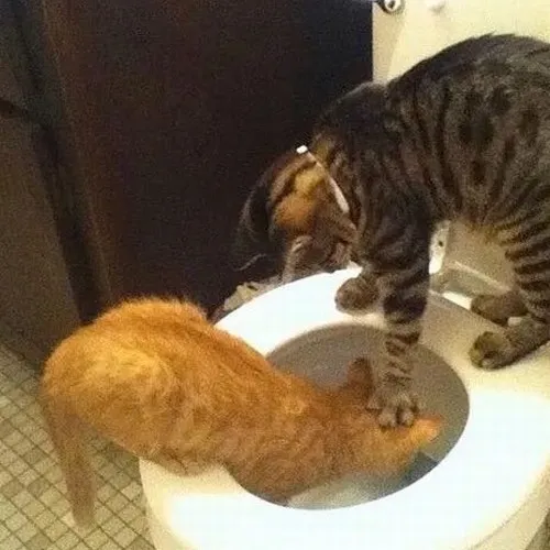 Meme mèo đánh nhau dành cho lúc bạn bật chế độ không nhịn nữa